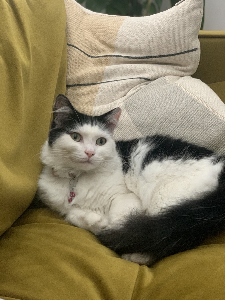 Cat curfew what to expect Cat Curfew Conversations Merribek