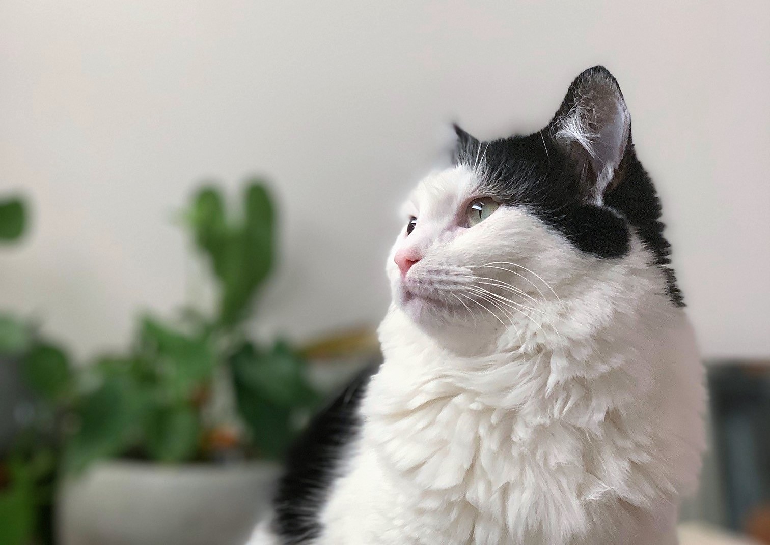 Cat Curfew Conversations Merribek