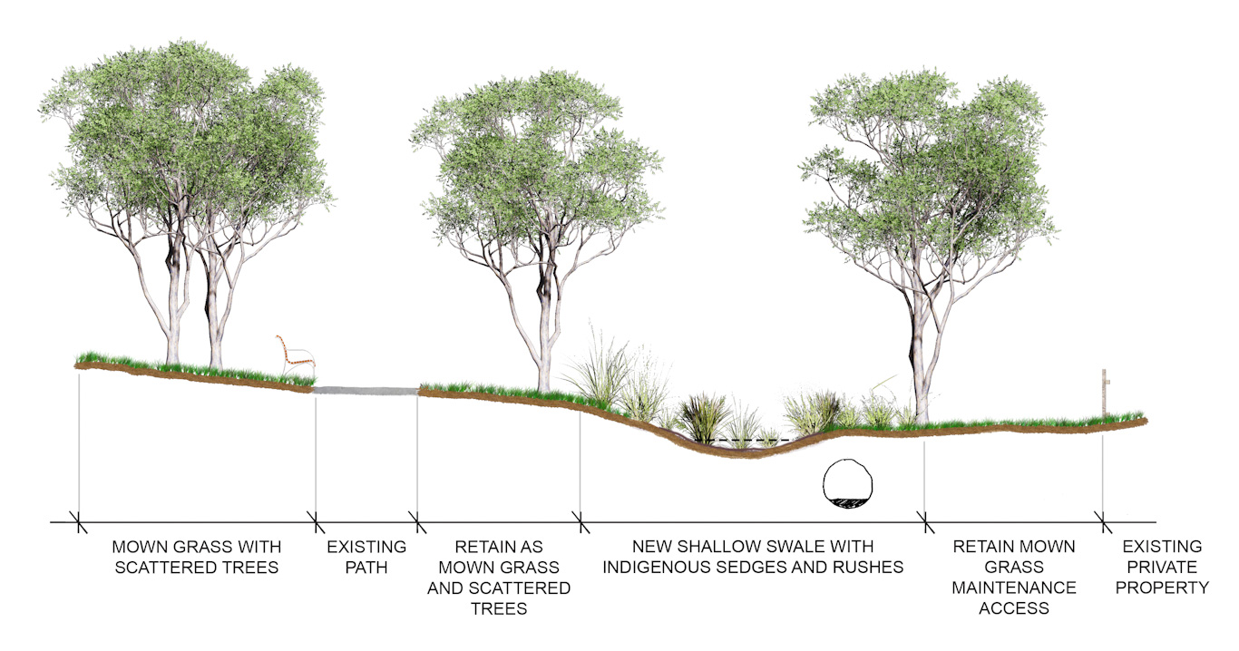 An illustrated cross section of the proposed swale. There are trees on either side, a sloped channel where the water will collect, sedges and grass clsoe to the ground.