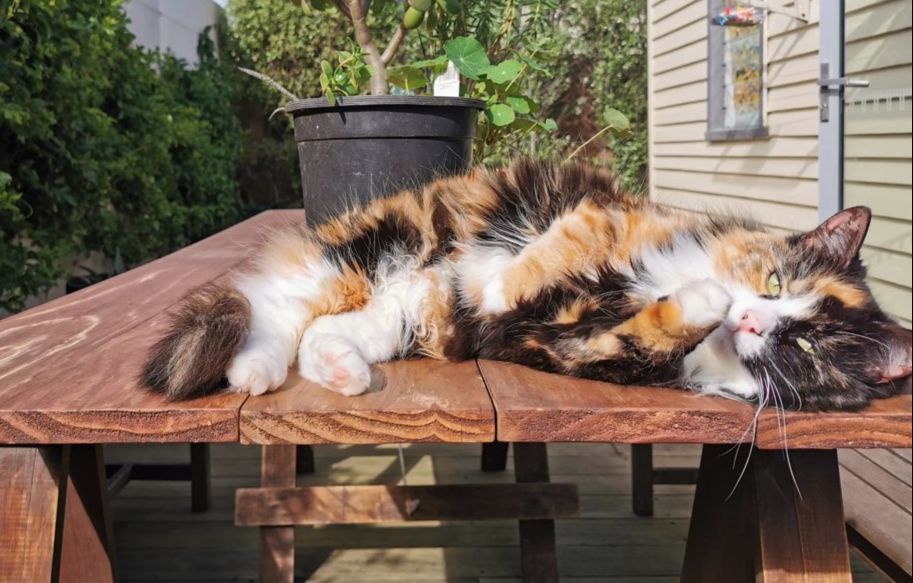 Impacts of a cat curfew Cat Curfew Conversations Merribek