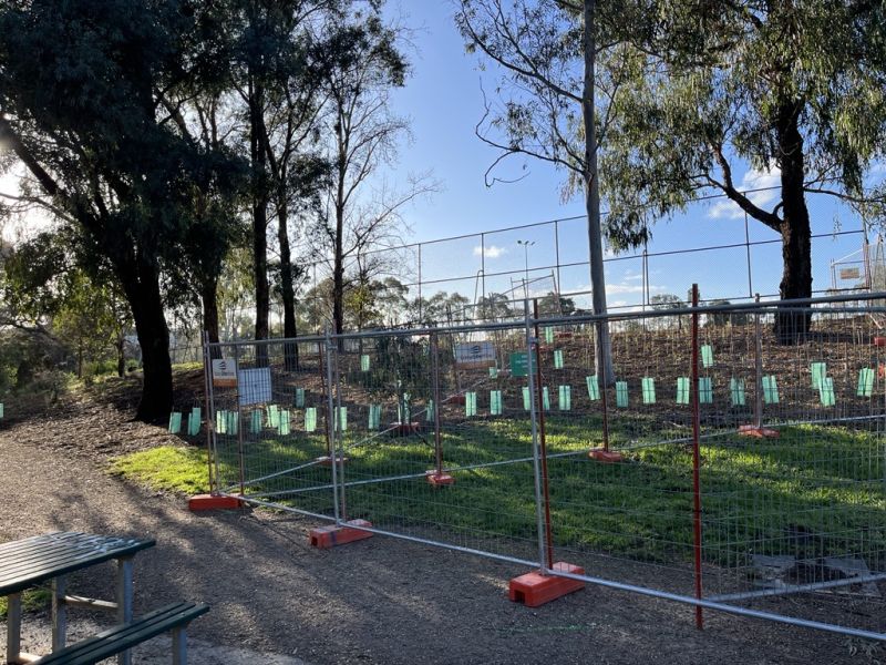 An embankment with trees and small plantings surrounded by temporary construction fencing