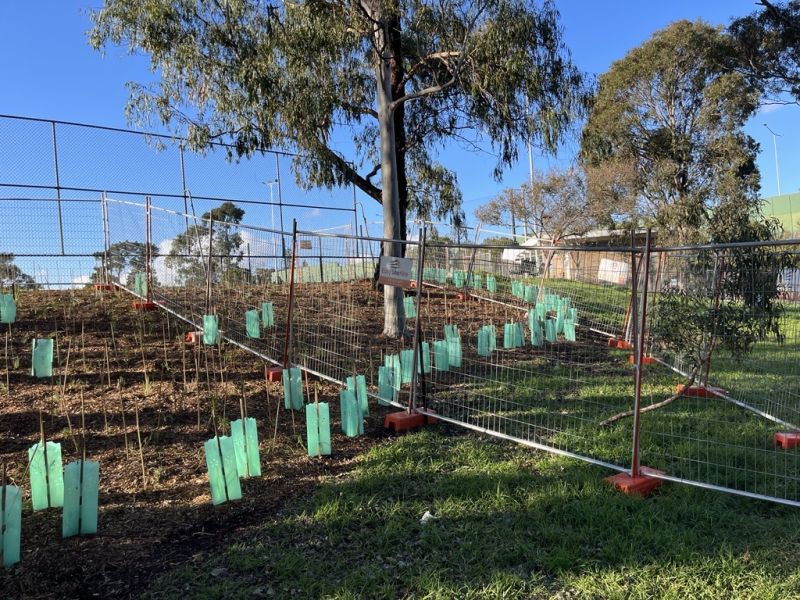An embankment with trees and new plantings partially surrounded by temporary construction fencing.