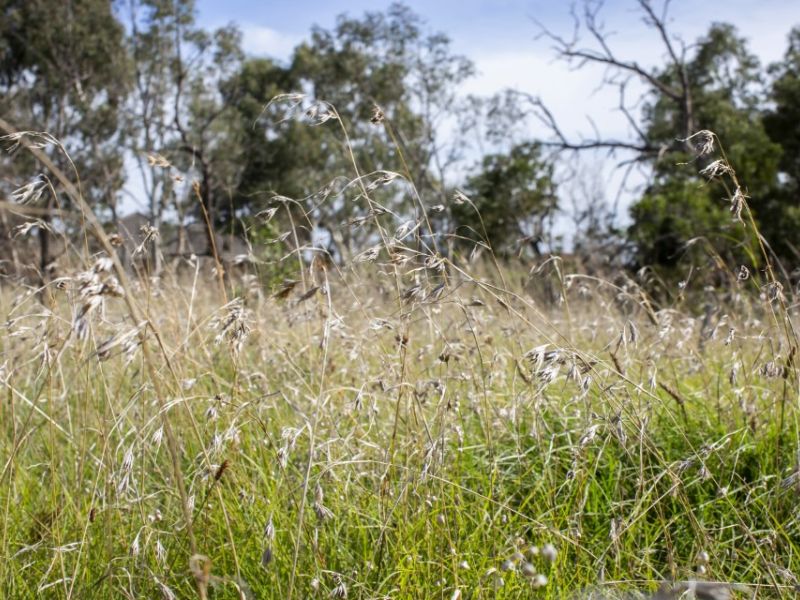 Leonard Street Grasslands