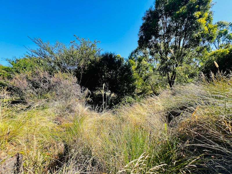 A patch of scrub with reeds and grasses in different shades of green and yellow. There are bushes and trees in the background and the sky is very blue