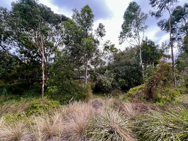 A scrubby outdoor area with eucalyptus trees and low grasses.