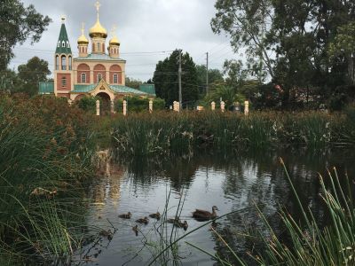 A view of the wetland at Jones park. There is a duck and ducklings swimming in the water. There are reeds and grasses around the water. In the distance is an ornate church with domed turrets.