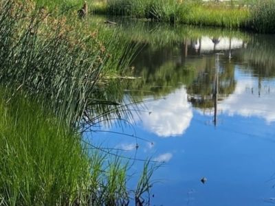 The sky reflected in a pond with grass aroud the edges