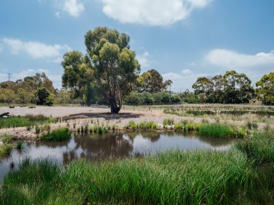 A view accross a pond, there is green grass around the edges. Accross the water are low, lighter green grasses and a big tree.